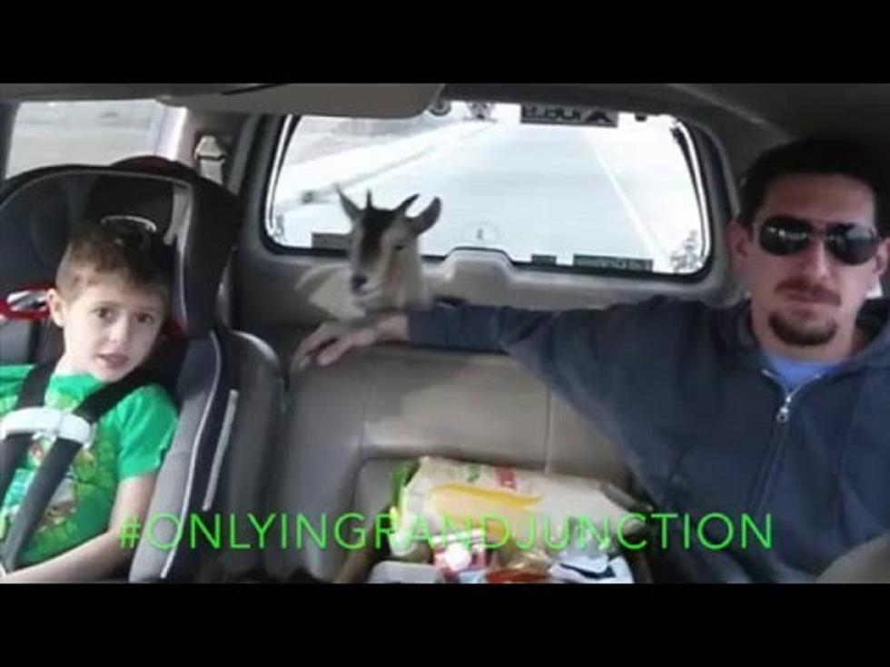 #ONLYINGRANDJUNCTION: Goat Gets A Ride + Art + Dancing