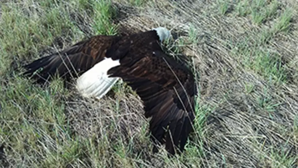 Heartbreaking: Bald Eagle Found Dead Near Reservoir in Colorado