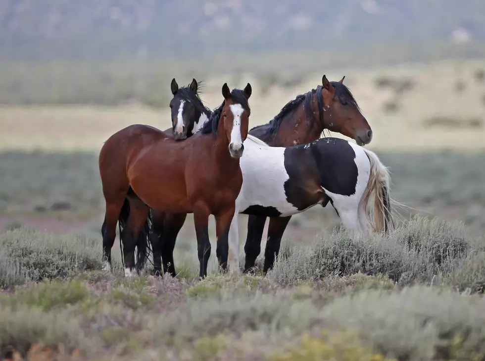 Wild Horses Being Removed From Little Book Cliffs Range
