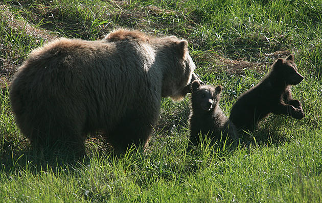 Bear Family Takes Scenic Stroll at the Black Canyon National Park