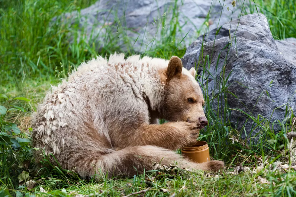 The Bear Necessities: Watch Colorado Bear Taste Tests Treats