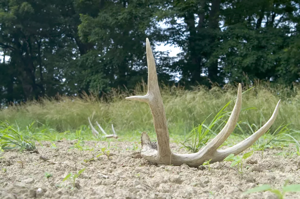 If You See Antlers On The Ground In Colorado– Don’t Pick Them Up
