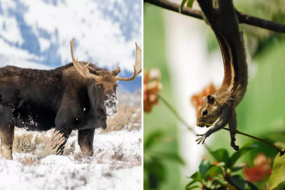 Bullwinkle the Moose Is Looking For Rocky In Colorado