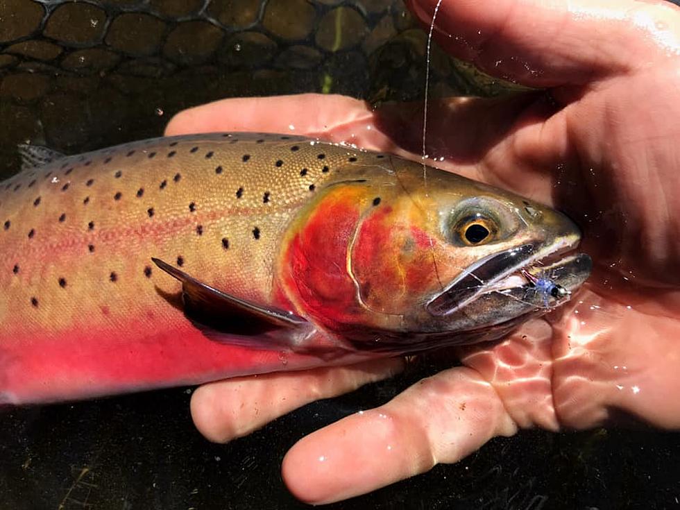 Brookies to Cutties: Grand Junction’s Favorite Kinds of Trout