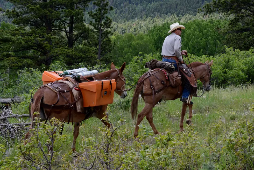 Look at These Mules Carry Super Rare Trout to Cottonwood Creek