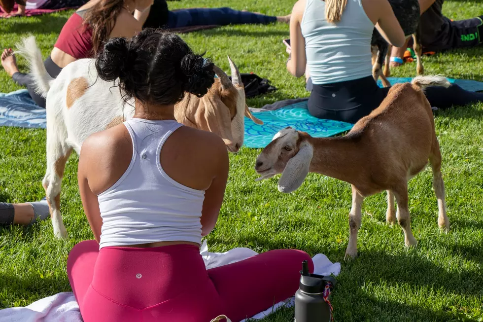 You Can Do Yoga With Goats in Grand Junction