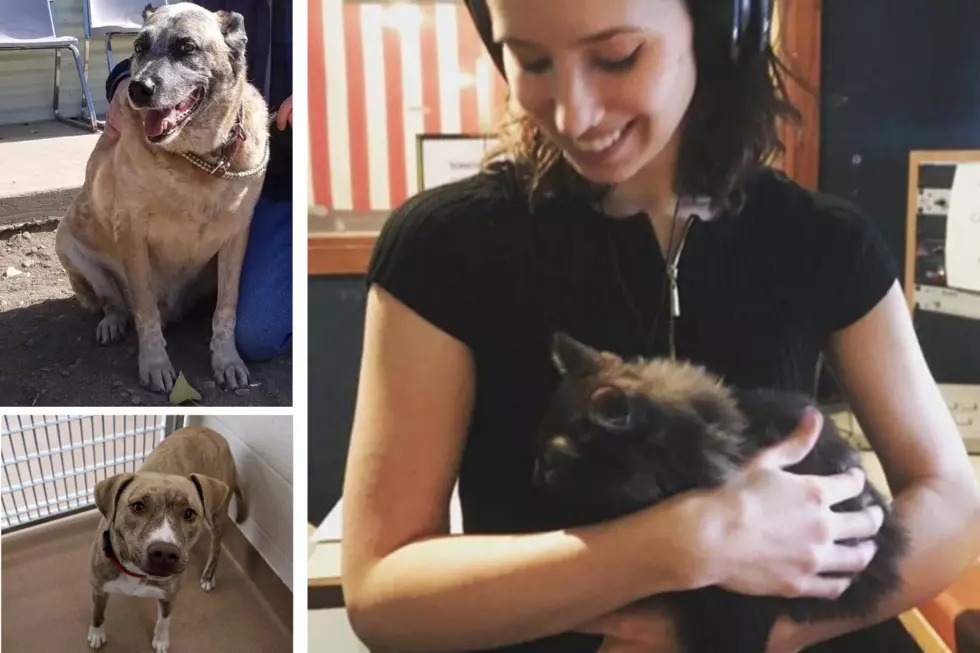Top 6 Mix 104.3 Pets of the Week for 2019
