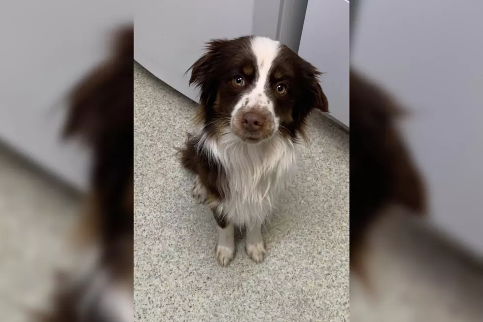 Stray Dog Found at Top of Rabbits Ear Pass Is Now Up For Adoption