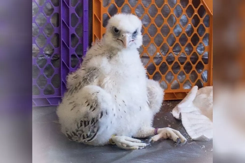 Colorado Cutie: Air Force Academy Gets Baby Falcon as New Mascot