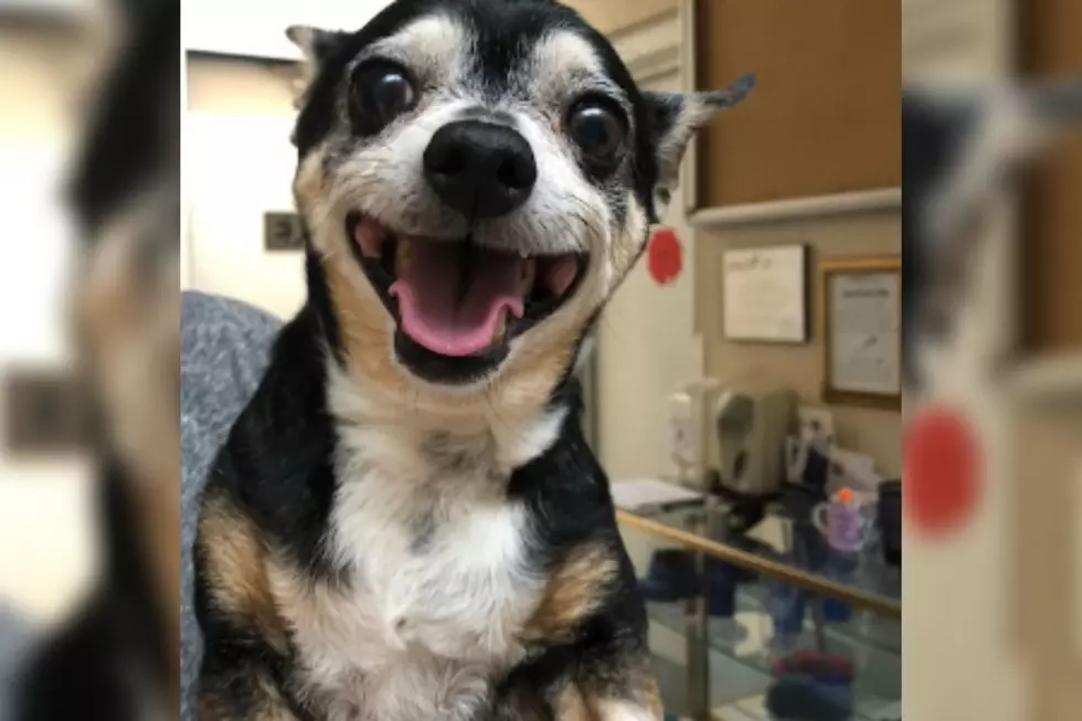 Mix 104.3 Pet of the Week: Chiquita the 12-year-old Chihuahua