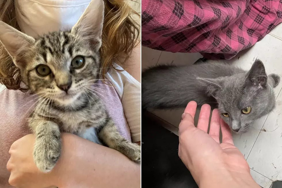 Mix 104.3 Pets of the Week: Samoa + Naveen the Adorable Kittens
