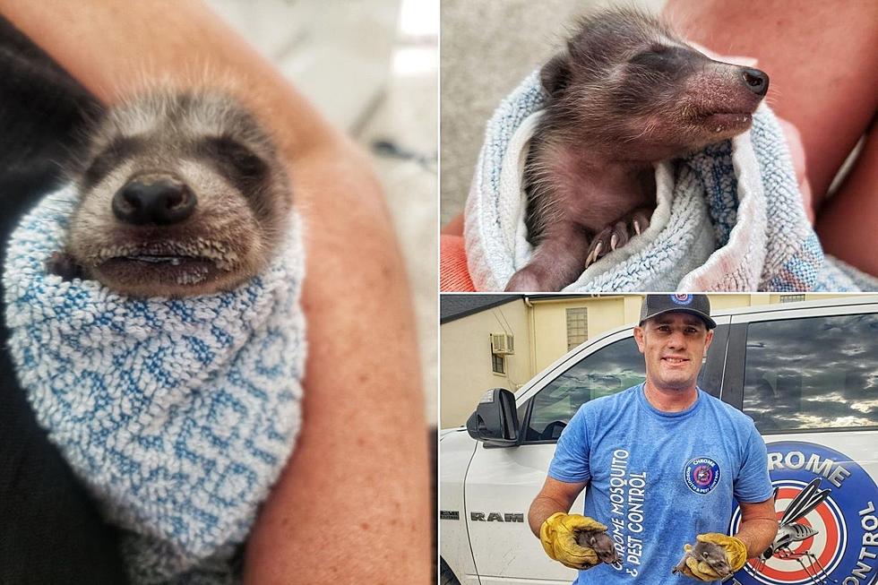 Grand Junction Husband + Wife Save Six Adorable Baby Raccoons