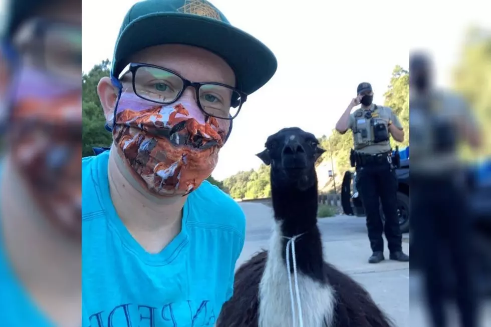 Bailey From Durango Saves a Llama He Found Stuck in a Ditch