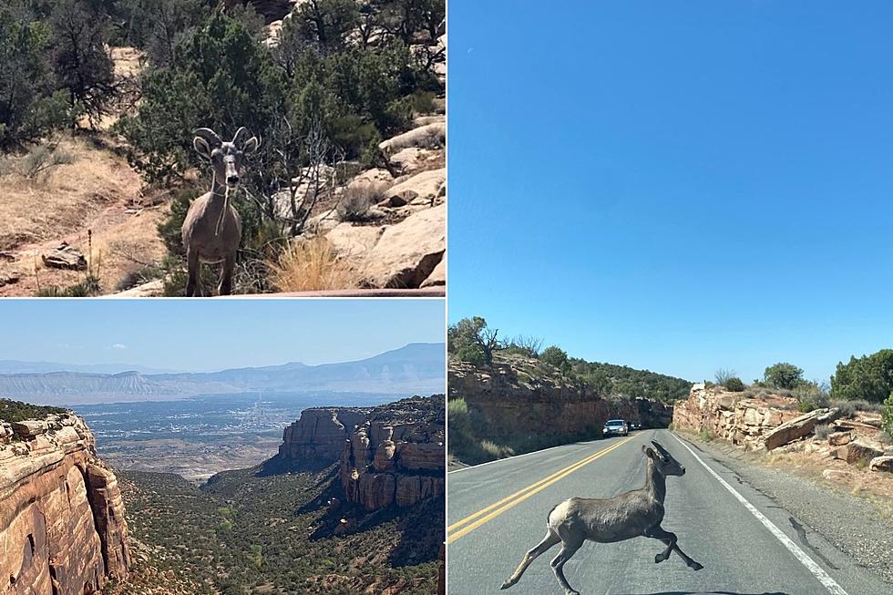 Spotted: Bighorn Sheep on the Colorado National Monument