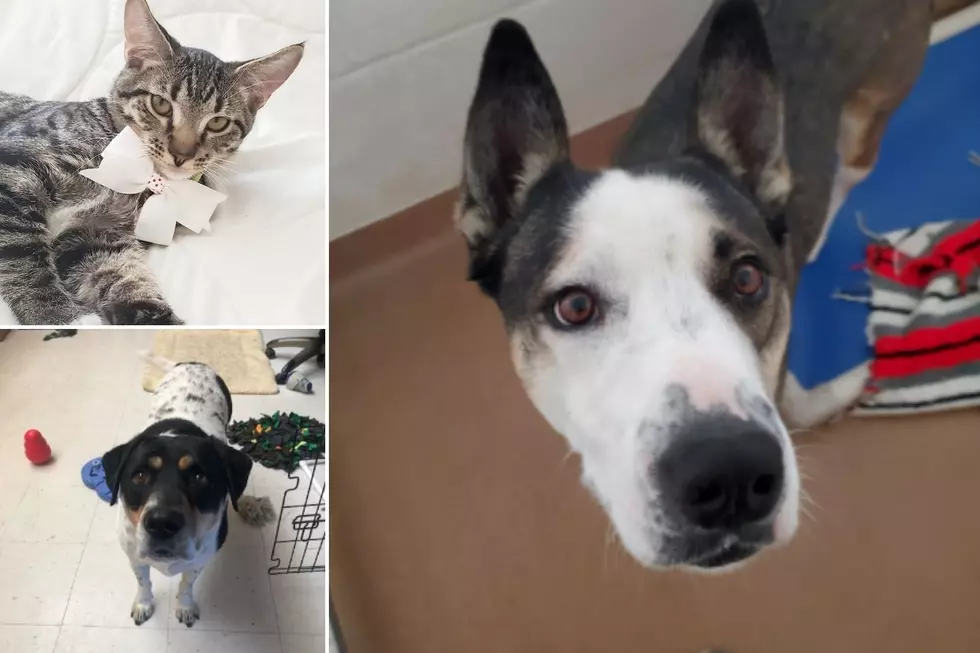All of These Grand Junction Pets Need a Forever Home