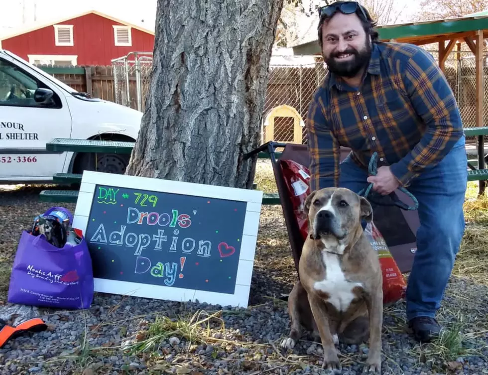 Colorado Pitbull Gets Adopted After Spending 729 Days At Shelter