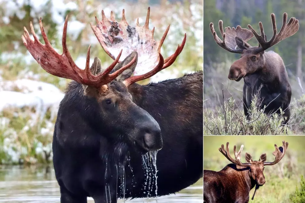 Look at these Pictures of Colorado Moose