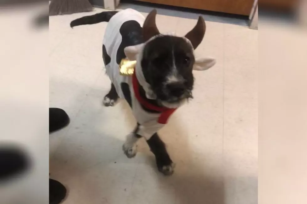 Rudolph the Grand Junction Puppy Needs a Forever Home