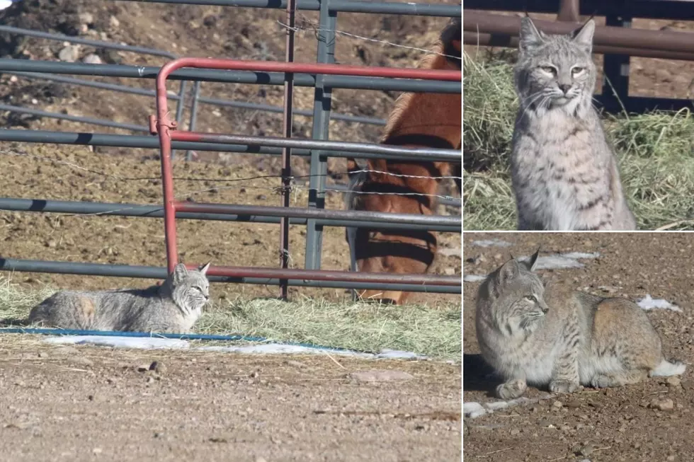 Meet Bob the Colorado Bobcat Who Acts Like a Barn Cat