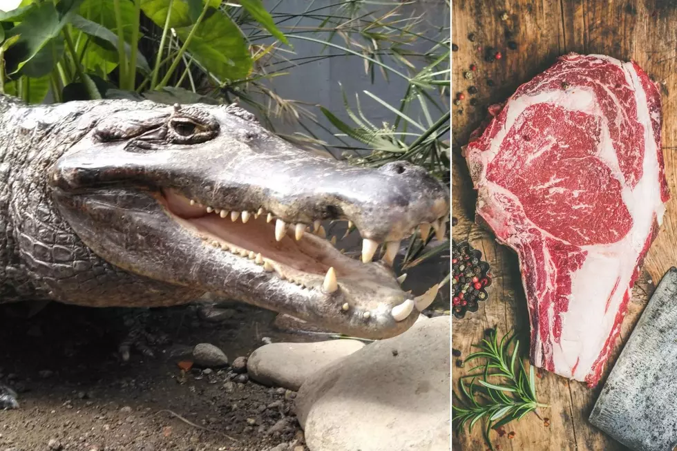 Gator Farm in Colorado Asking For Meat Donations for Their Gators