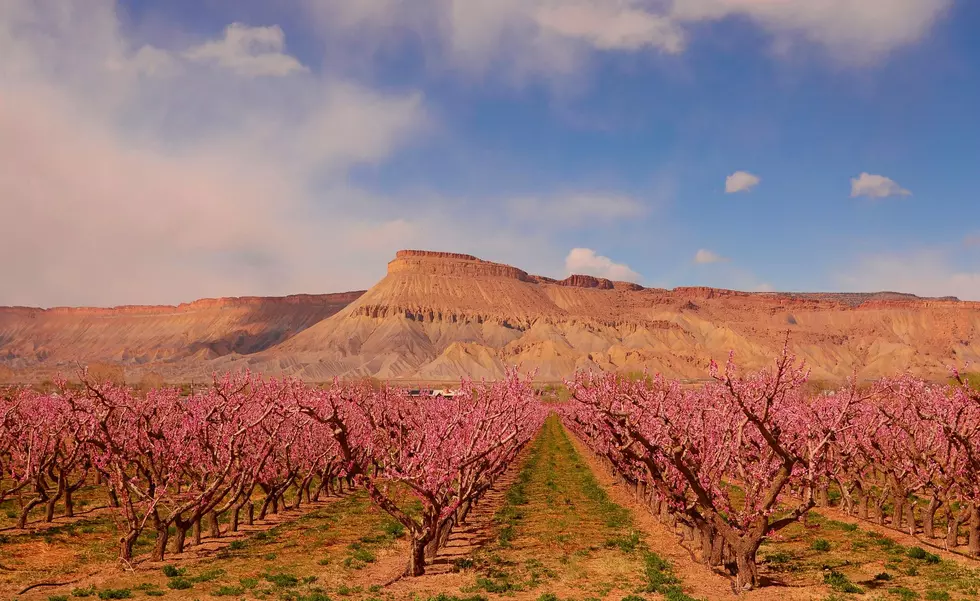 Look at These Beautiful Pictures of Palisade Peaches Blossoming