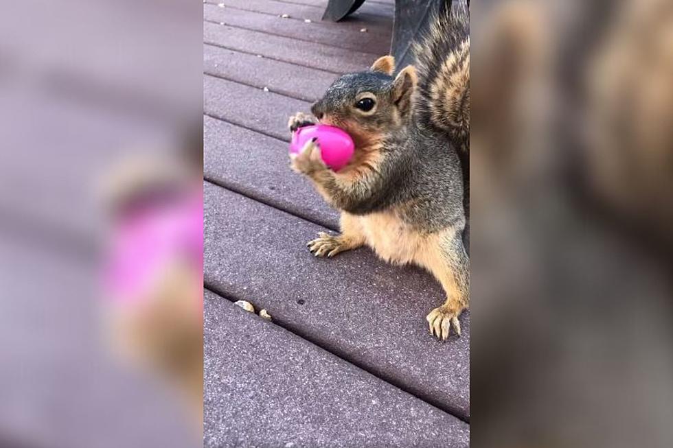 Watch This Colorado Squirrel Open an Easter Egg Full of Nuts