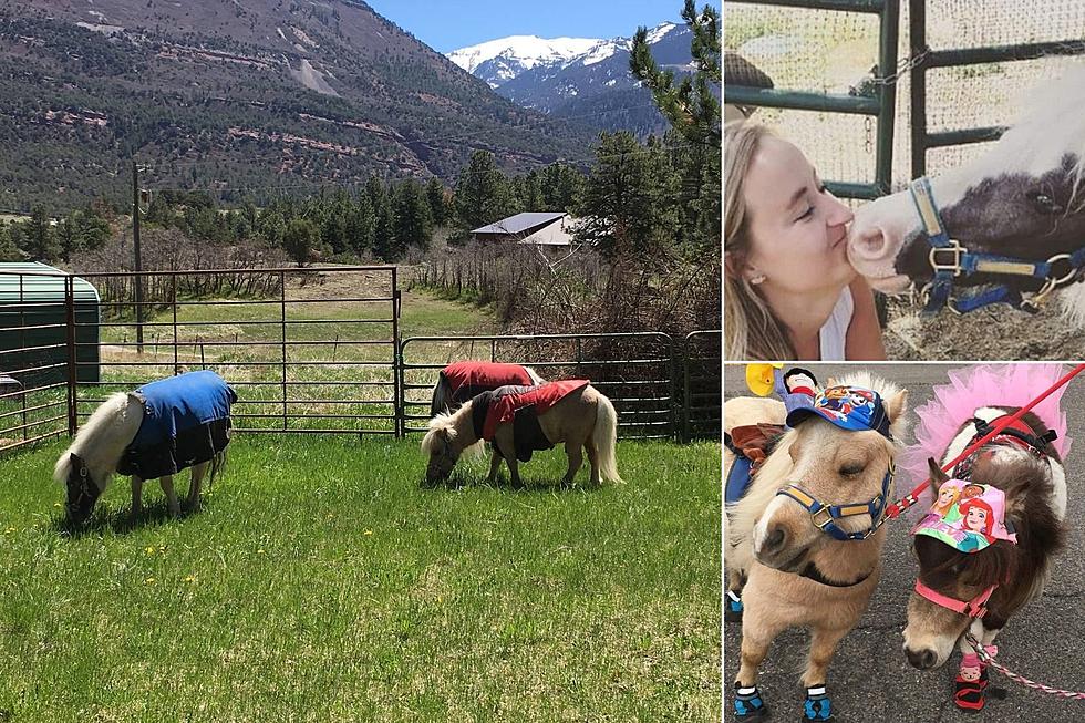 Take a Mini Horse on a Walk: Western Colorado Mini Horse Airbnb
