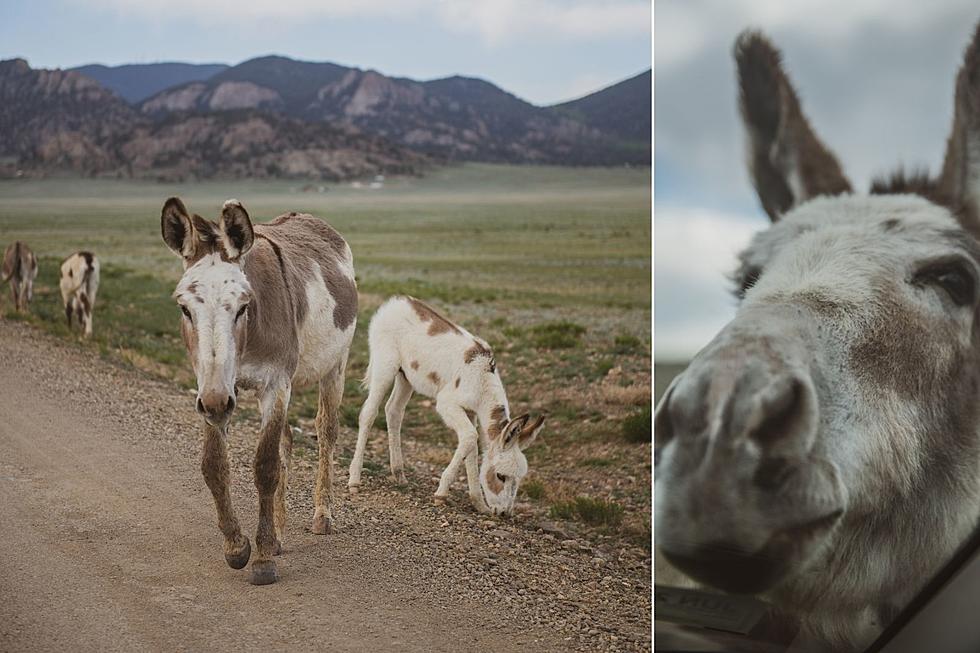 Look: Super Cute Wild Burros in Colorado Say &#8216;You Shall Not Pass&#8217;