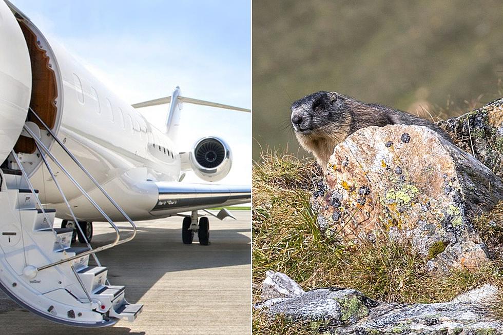 Colorado Marmot Shows Up in Arizona, Comes Back On Private Plane