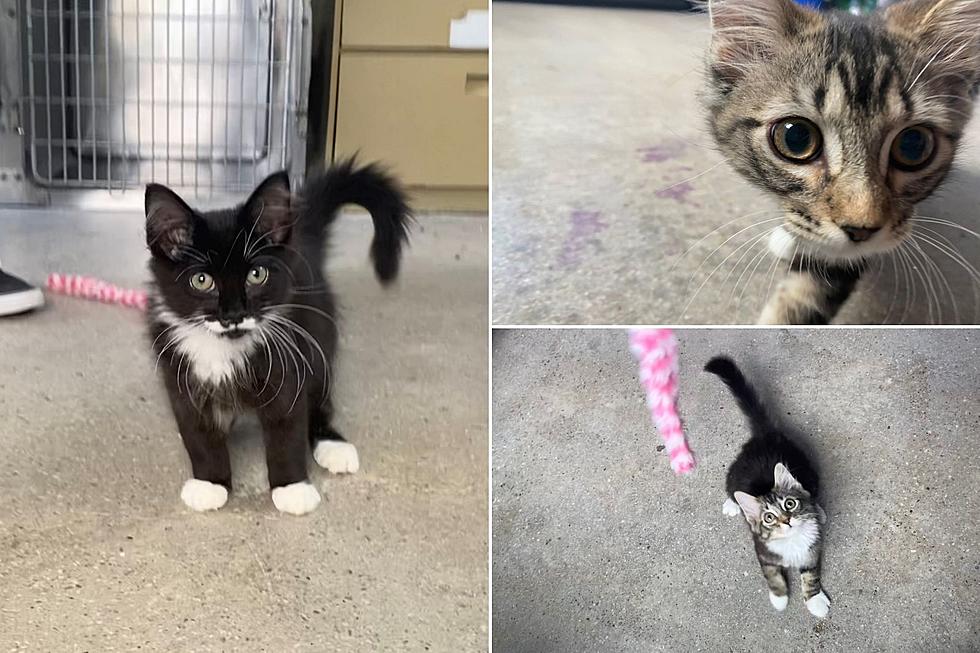 Grand Junction Rescue Kittens Are Ready to Move In With You