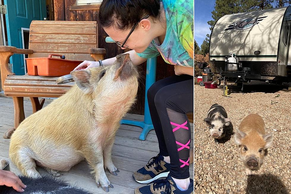 Spend the Day Petting Pigs + Meeting Animals on a Colorado Ranch