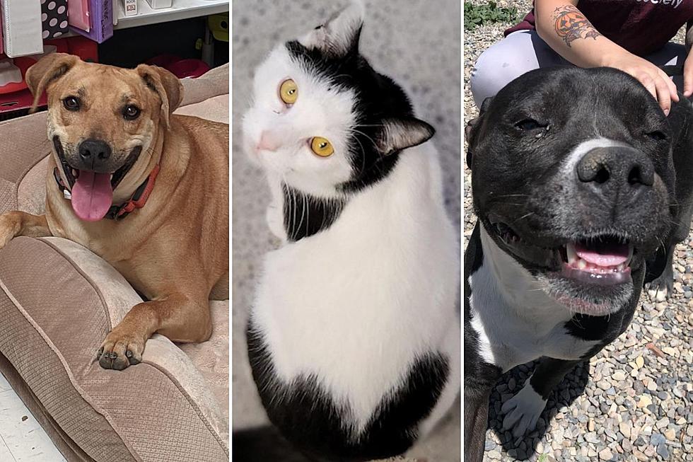 5 Pets Who Have Been at a Grand Junction Shelter the Longest