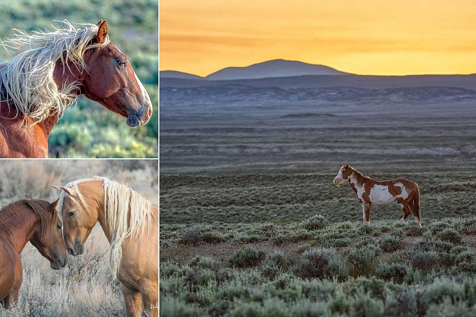 Amazing Pictures of the Wild Horses of Sand Wash Basin in Colorado