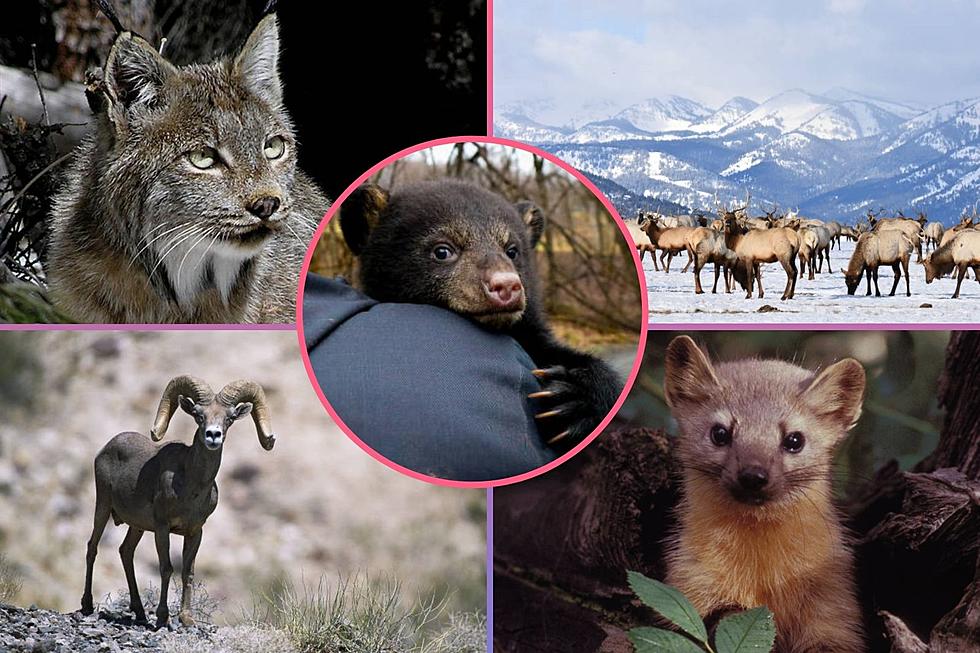 39 Fascinating Wildlife Animals You May Run Into Living in Colorado
