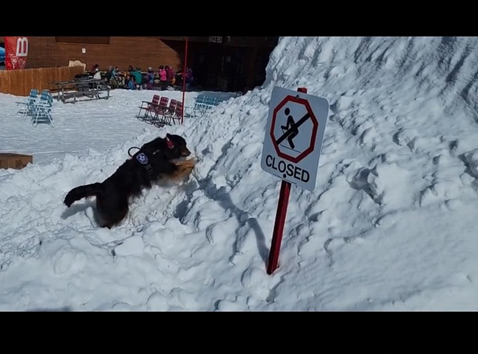 Watch This Amazing Pup Perform An Avalanche Rescue Demo