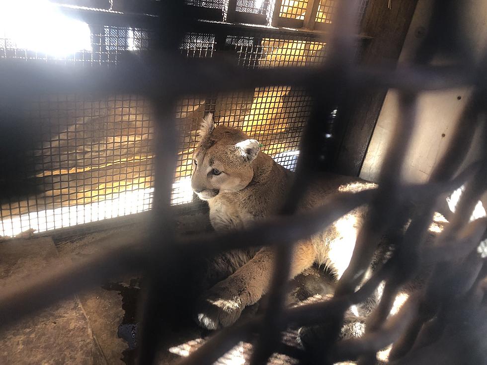 Dangerous Mountain Lion Was Found Chilling Under A Colorado Deck