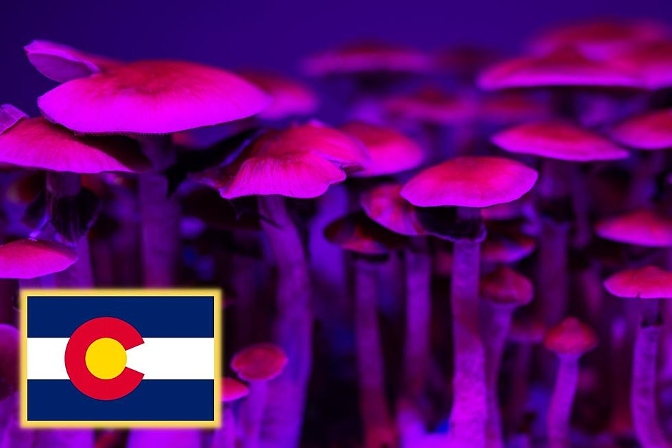 The Truth About the Law on Magic Mushrooms in Colorado