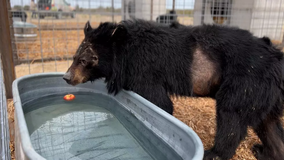 Moon Bears Land in Colorado All the Way From South Korea