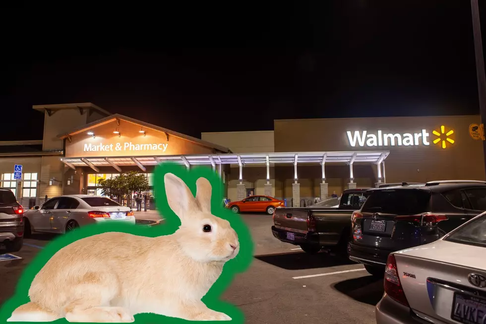 Watch This Wild Rabbit Visit A Colorado Walmart For Yummy Snacks