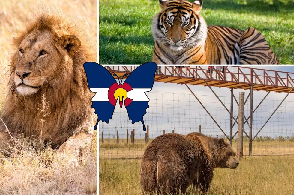 Colorado’s Wild Animal Sanctuary: See Lions, Tigers, and Bears Oh My!