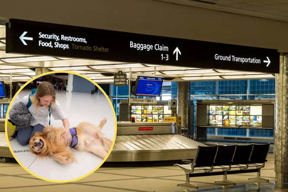 OMG! You Can Pet All of These Awesome Dogs at a Colorado Airport
