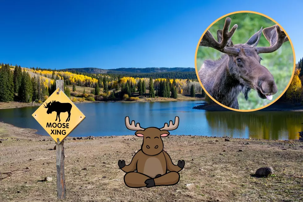 A-Moose Yourself with Fun and Prizes At Grand Mesa Moose Day