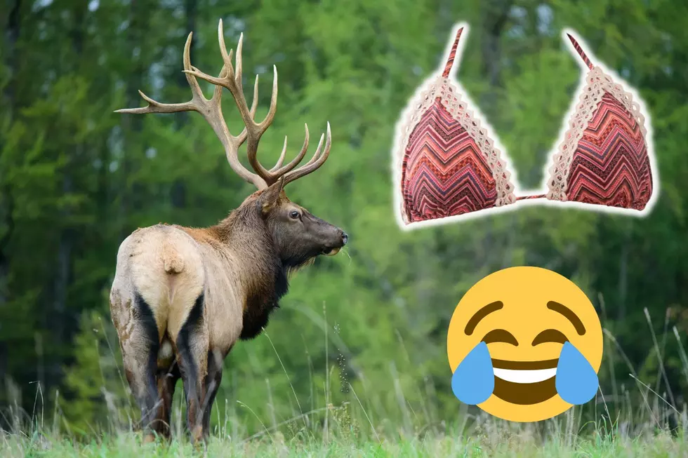 Nice Rack: Elk Spotted on Video with Bra Hanging From Antlers