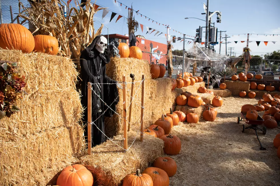 You Need to Take the Family to All of These Colorado Pumpkin Patches