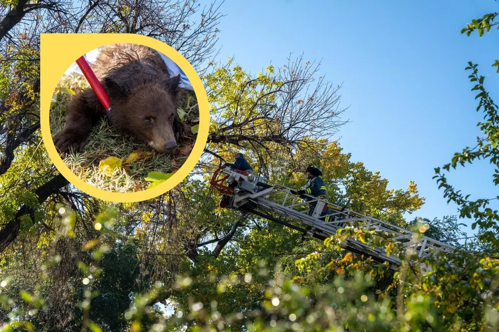 WATCH: Bear Cub Found Hanging Out In Tree by Fruita Middle School