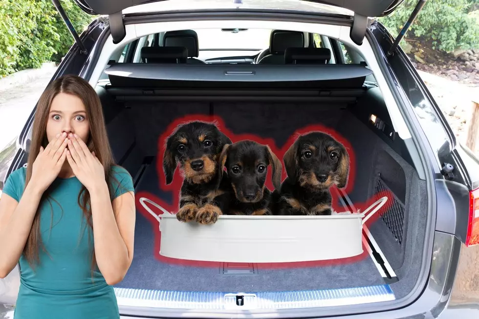 Inhumane But Not Illegal? Colorado Man Leaves Puppies Locked In Car Trunk