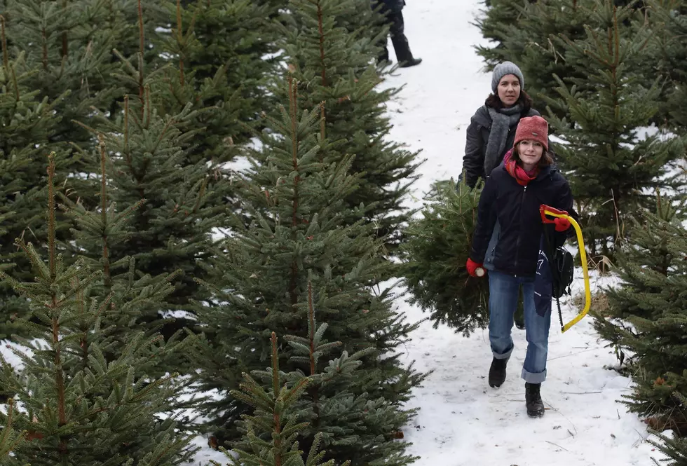 Where You Can Find a Christmas Tree in Fort Collins and Around Northern Colorado in 2014