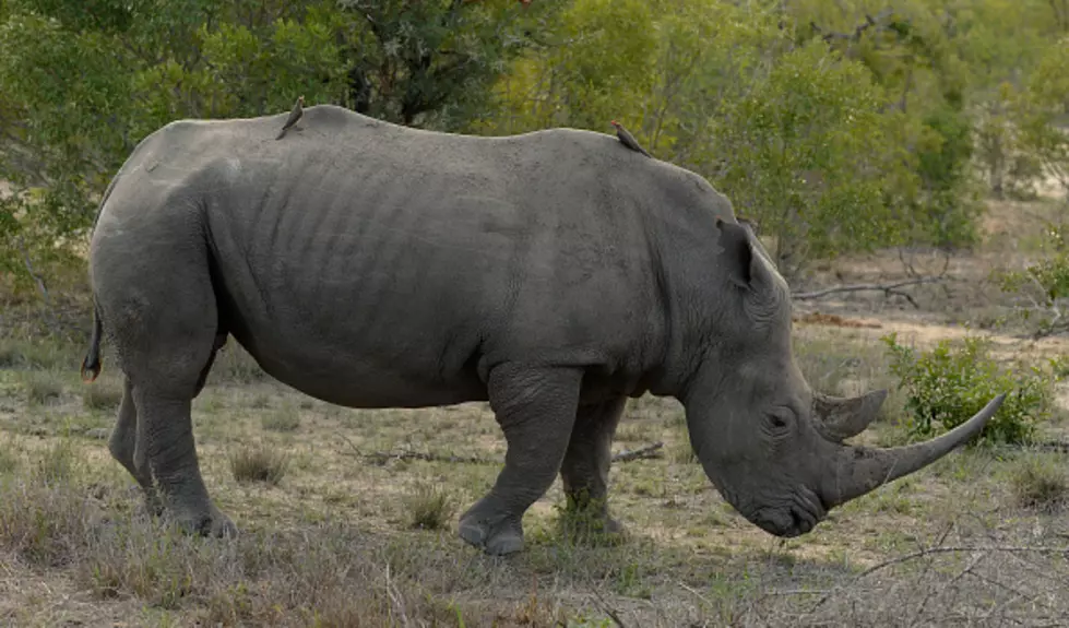 Rhino On the Loose