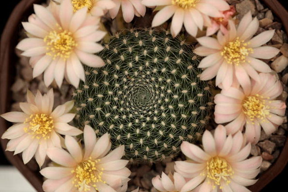 15th Annual Cactus Conference Coming to Denver in June