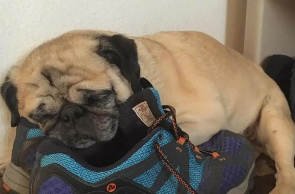 This Fort Collins Pug Has the Cutest Instagram: Friday Free Smile